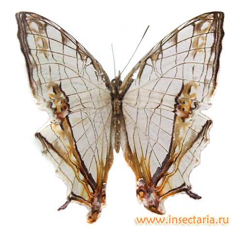 Цирестис Тиодам (Cyrestis thyodamas) - бабочка среднего размера, широко распространённая в Восточной Азии